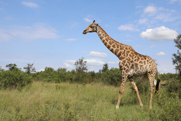 Giraffe / Giraffe / Giraffa camelopardalis