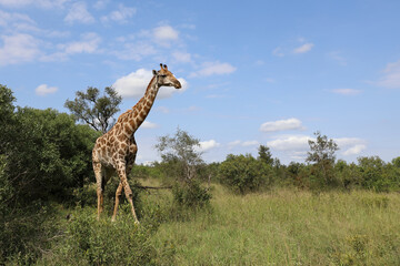 Giraffe / Giraffe / Giraffa camelopardalis