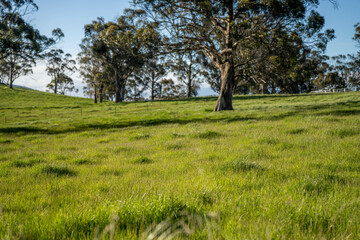green meadows of lush green grass and trees