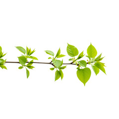 Fototapeta premium Fresh Spring Branch with New Foliage