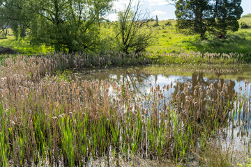 green meadows of lush green grass and trees
