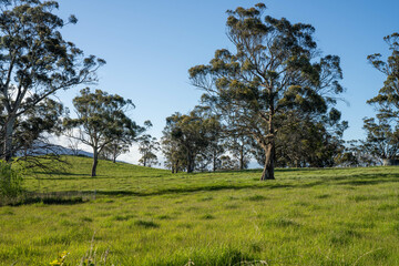 green meadows of lush green grass and trees