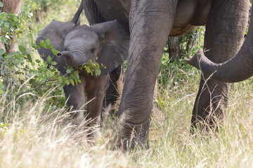 Afrikanischer Elefant / African elephant / Loxodonta africana
