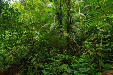 Naklejka premium Tropical rainforest with green trees and plants
