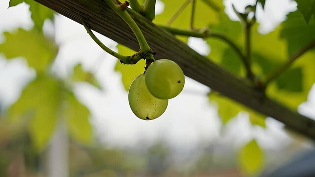 Organic Grapes with Natural Light