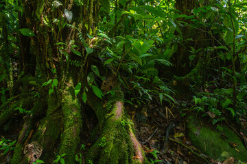 Tropical rainforest with green trees and plants