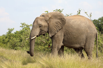 Afrikanischer Elefant / African elephant / Loxodonta africana