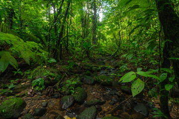 Tropical rainforest with green trees and plants