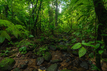 Fototapeta premium Tropical rainforest with green trees and plants