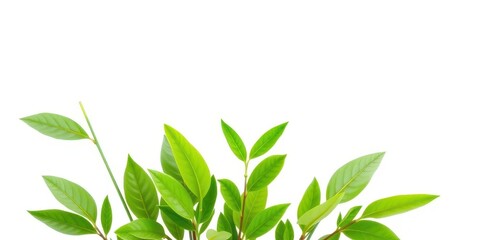 Obraz premium Single vibrant green plant, isolated on pure white background, photography, picture