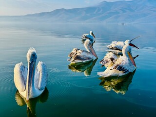 pelicans on the lake