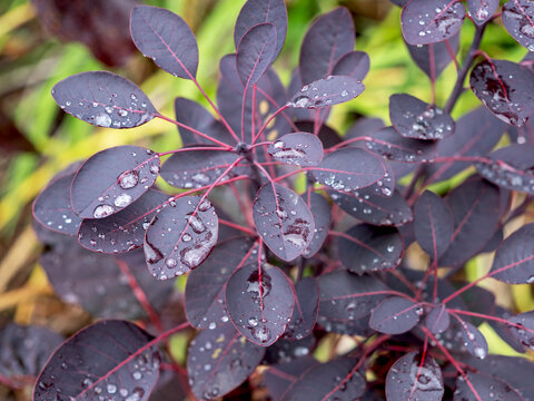Smoke tree leaves with water droplets after rain