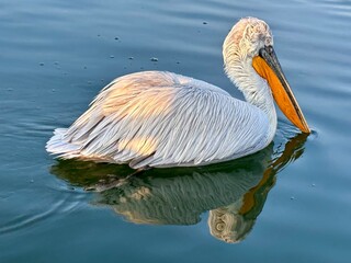 pelican on the beach