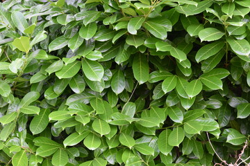 A lush green bush with leaves that are green and shiny