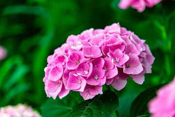 初立池公園の紫陽花