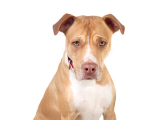 Large dog looking at camera. Head shot of puppy dog with serious or concerned face. Frowning or opinionated face expression. 2 years old female Boxer Pitbull mix breed, tan white. Selective focus.