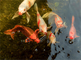 Koi carp in a pond coming to the surface for food