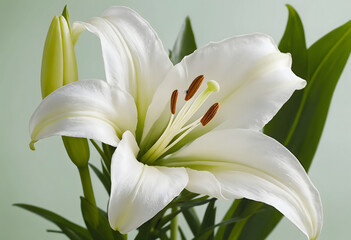 Obraz premium Beautiful white lilies on light background, closeup