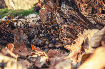 Bleeding fairy helmet mushroom on decaying log