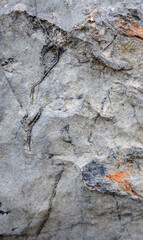 Stone vertical abstract background with rust texture.Closeup. For design.
