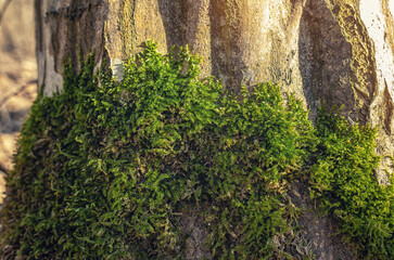 Cypress-leaved plait-moss on tree trunk in forest
