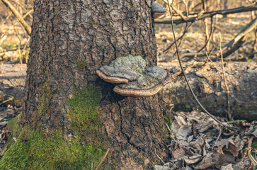 Bracket fungi on tree trunk with moss in forest light