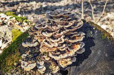 Natural fungi cluster on old log with moss in forest