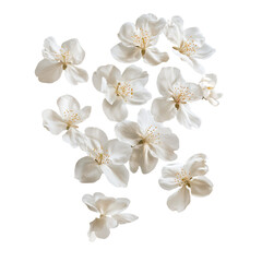 a bunch of white flowers on a transparent background