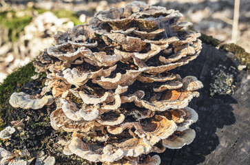 Wild mushrooms growing on rotten log in mossy forest landscape