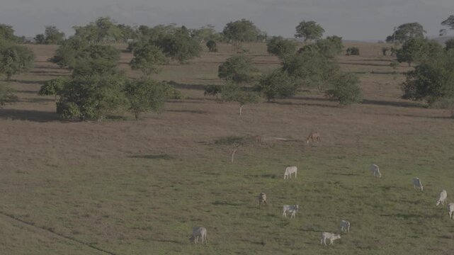 Aerial Bucolic Farm in Rural Surubim with Flying Birds, Pasture, Trees, and Forest

