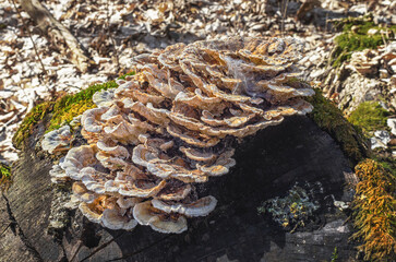 Cluster of fungi on decaying log in forest with moss