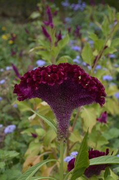 Flor roxa - Crista de Galo - Celosia