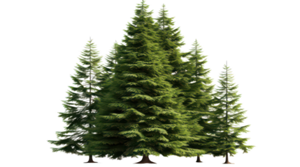 3D Douglasfir Tree Isolated on Transparent Background, PNG