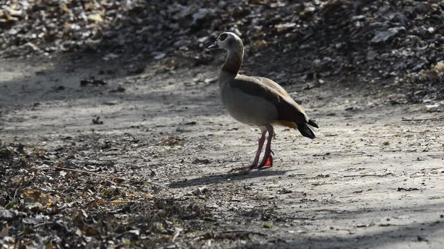 Nilgans am Ufer auf dem Weg