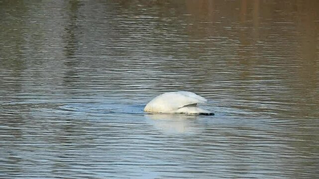 Singschwan gr&uuml;ndelt auf dem See 