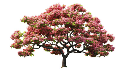 Naklejka premium 3D Hawthorn Tree Isolated on Transparent Background, PNG