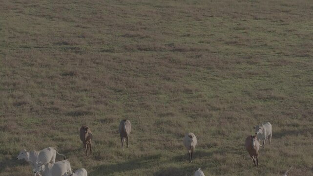 Aerial Bucolic Farm in Rural Surubim with Flying Birds, Pasture, Trees, and Forest

