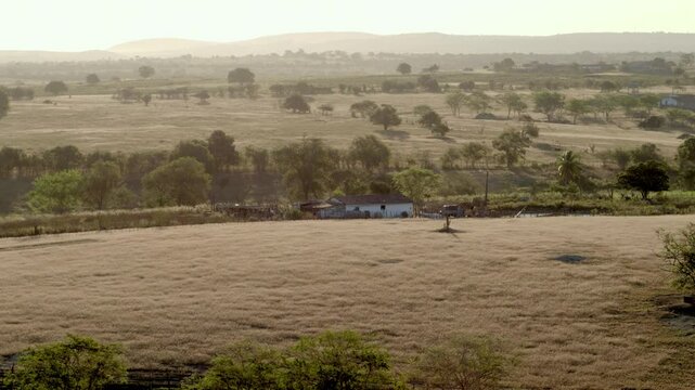 Aerial Bucolic Farm in Rural Surubim with Flying Birds, Pasture, Trees, and Forest

