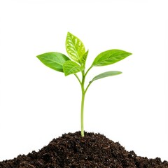 Young green seedling, sprouting from rich dark soil, vibrant leaves, new growth, white background, macro photography, high contrast, botanical illustration, growth concept, beginnings, nature, plant l