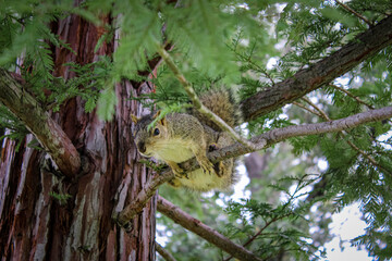 Squirrel sitting on a tree branch among green leaves