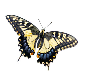 Obraz premium Swallowtail Butterfly Displaying Wings Isolated on Transparent Background