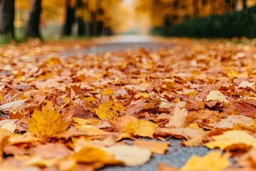 Autumn Leaves on Park Path, Colorful Fall Foliage