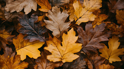 Autumnal Oak Leaves A Tapestry of Fall Colors