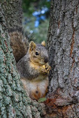 Squirrel sitting between trees and eating