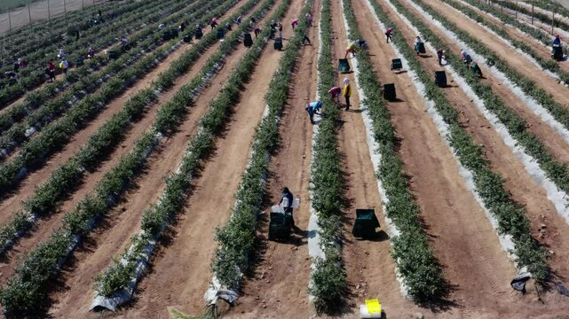 The Blueberry Boom in Peru | Aerial Farming Footage
