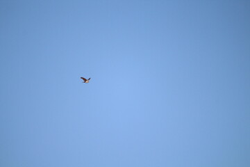 Majestic bird of prey common buzzard in a flight on a blue sky background. Common buzzard Buteo buteo