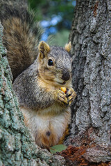 Squirrel with a nut between trees