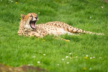 Gepard © Matthias