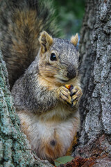 Adorable squirrel holding a nut