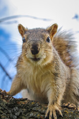 Curious squirrel with a fluffy tail on a tree